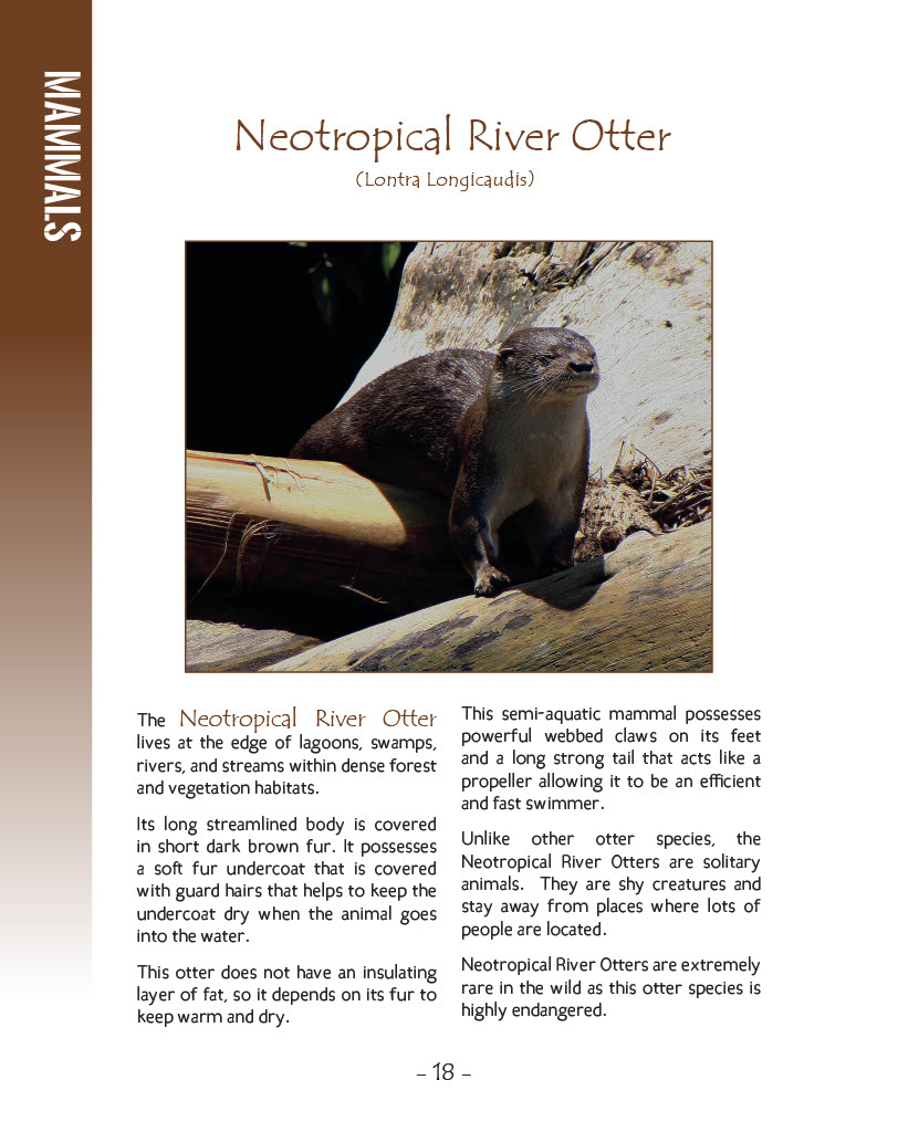 Neotropical River Otter - Wildlife in Central America 1 - Page 18