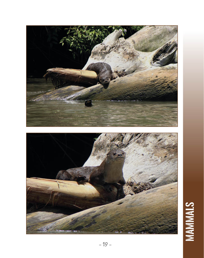 Neotropical River Otter - Wildlife in Central America 1 - Page 19