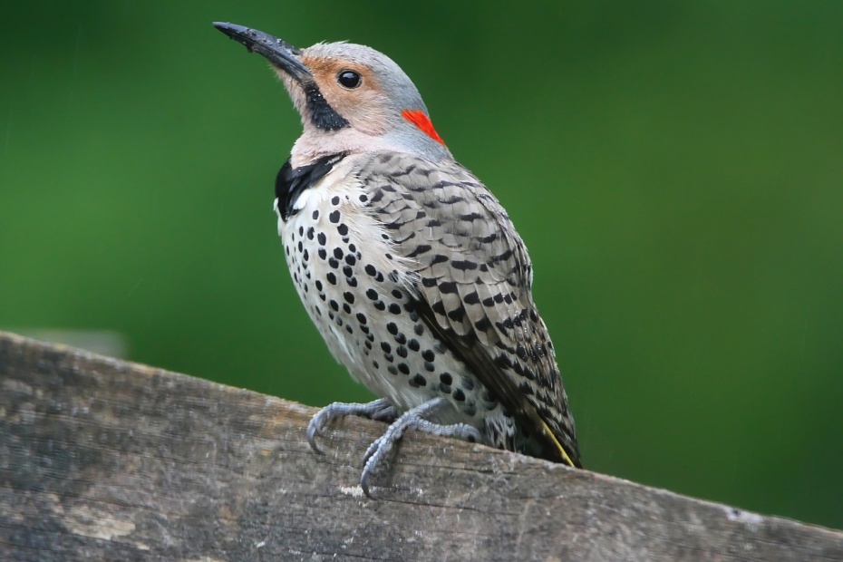 Northern Flicker Woodpecker