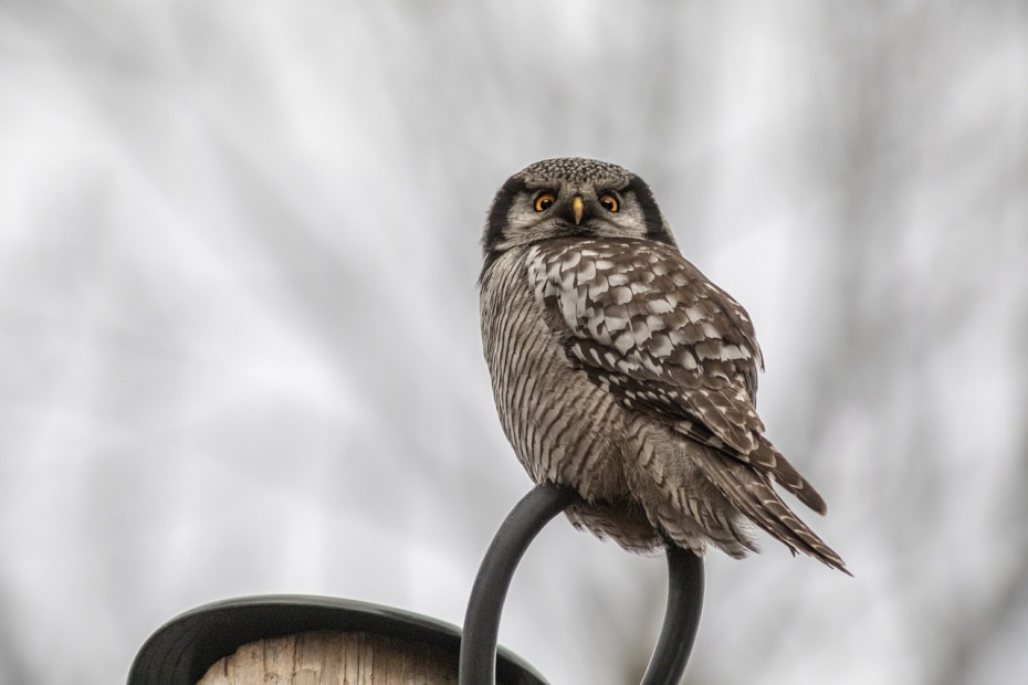 Northern Hawk Owl