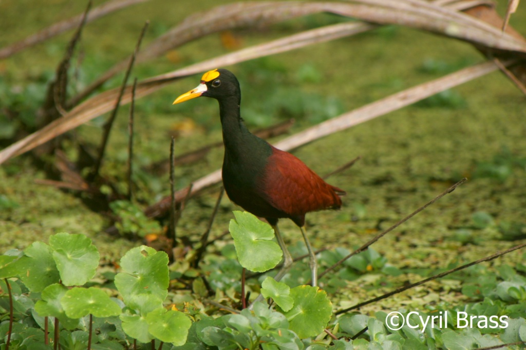 Birds in Central America - Northern Jacana