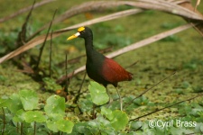 Central America Wildlife Books - Northern Jacana