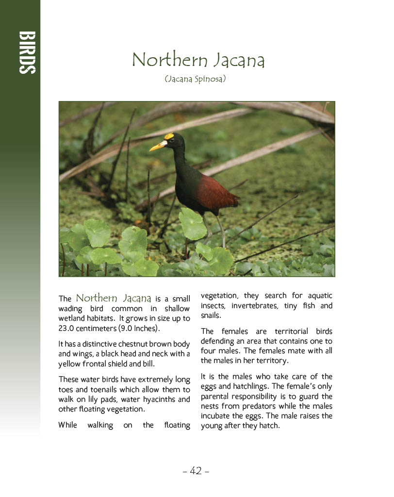 Northern Jacana - Wildlife in Central America 1 - Page 42