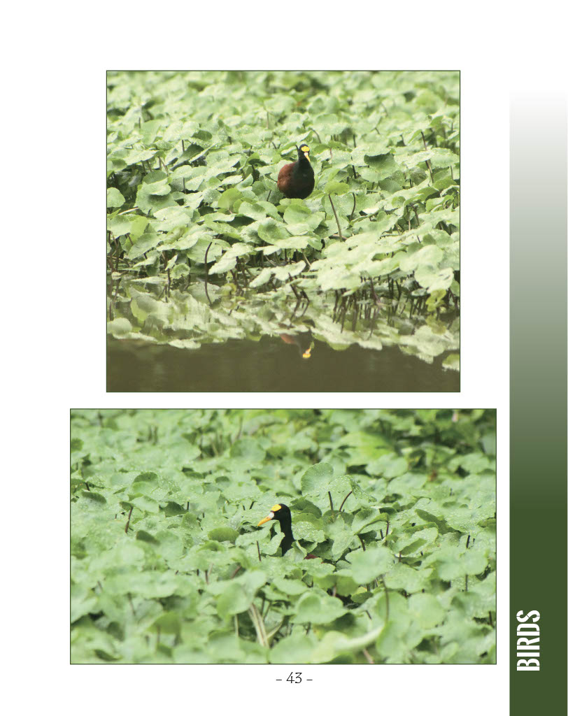 Northern Jacana - Wildlife in Central America 1 - Page 43