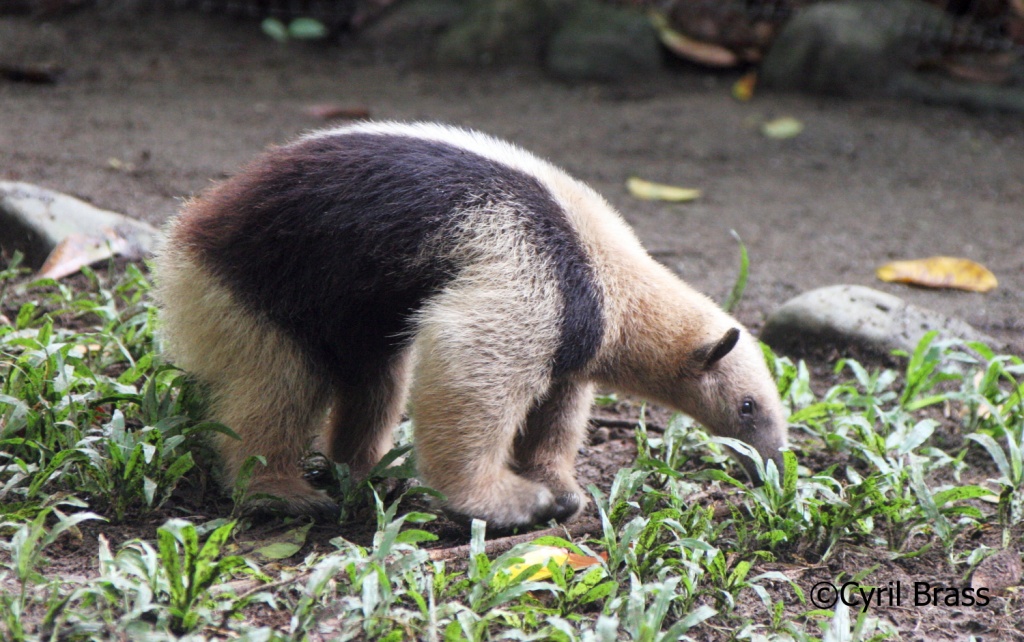 Central America Mammals - Northern Tamandua