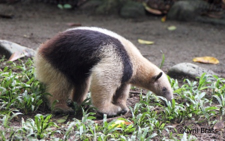 World Tamandua Day - Northern Tamandua