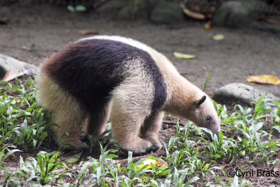 Northern Tamandua