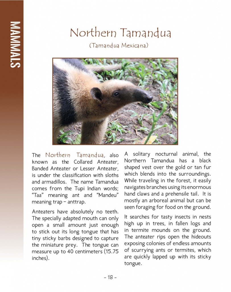 Northern Tamandua - Wildlife in Central America 2 - Page 18