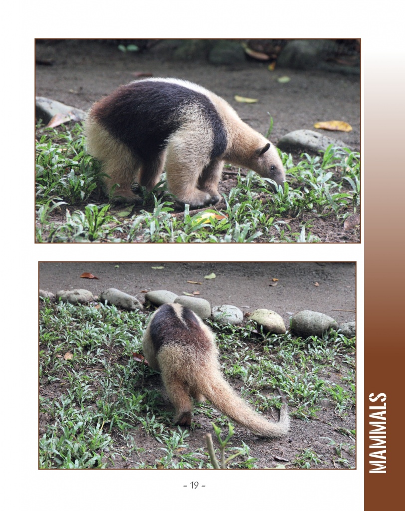 Northern Tamandua - Wildlife in Central America 2 - Page 19