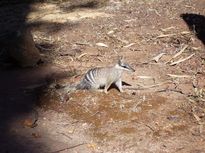 World Numbat Day - Numbat