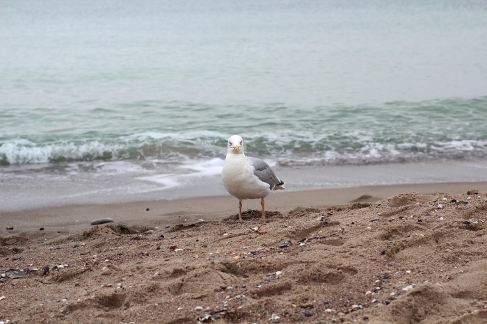World Oceans Day  - Ocean - Gull