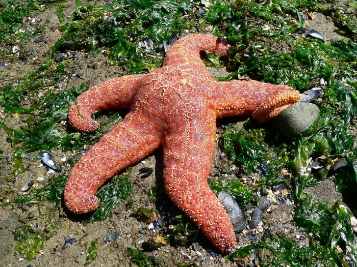 Ocean - Starfish