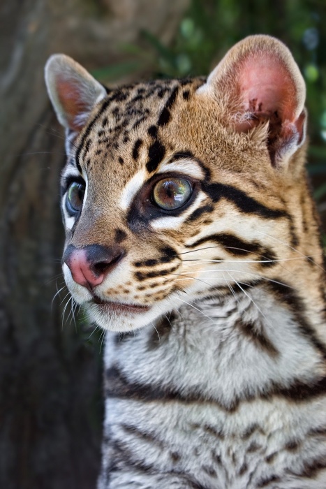 Ocelot Conservation Day - Ocelot (Leopardus pardalis)