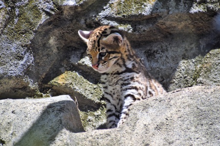 Ocelot Conservation Day - Ocelot