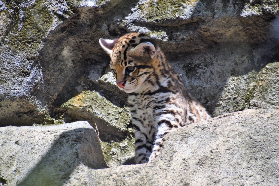 Ocelot