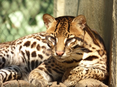 Ocelot Conservation Day - Ocelot