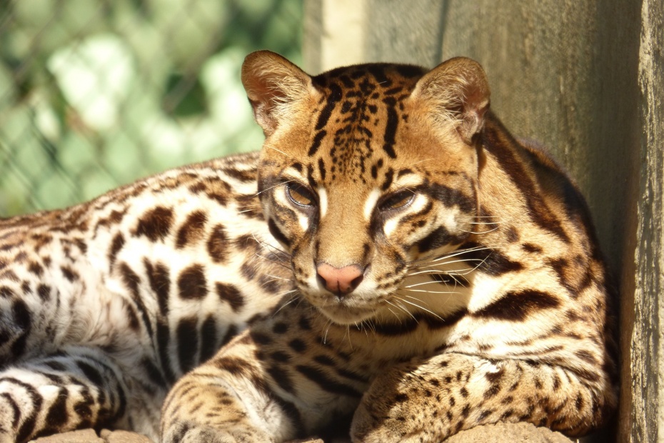 Ocelot