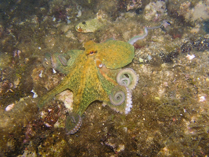 World Octopus Day - Octopus