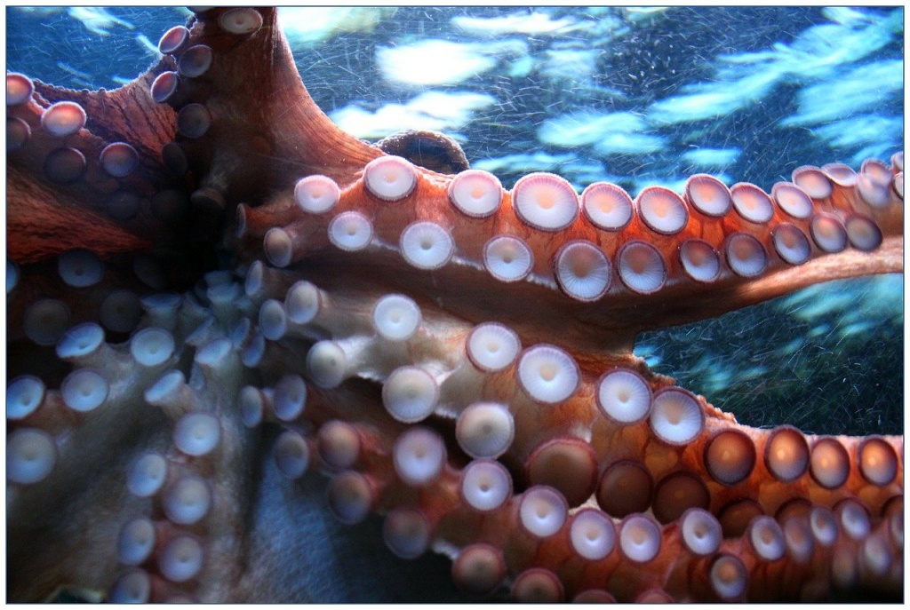 World Octopus Day - Octopus