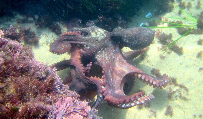 World Octopus Day - Octopus