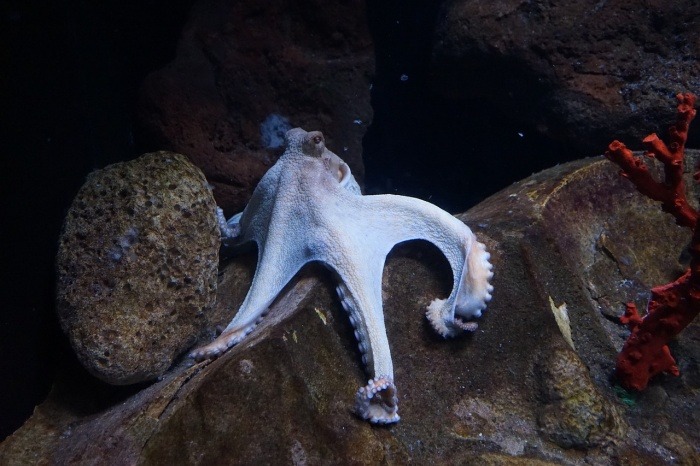 World Octopus Day - Octopus