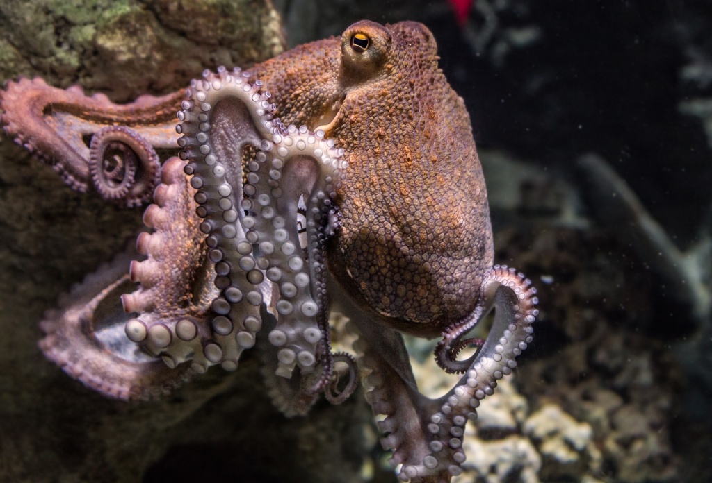 World Aquatic Animal Day - Octopus
