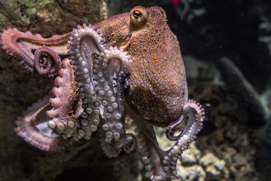 Octopus