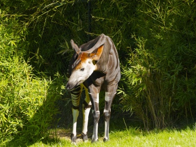 World Okapi Day - Okapi