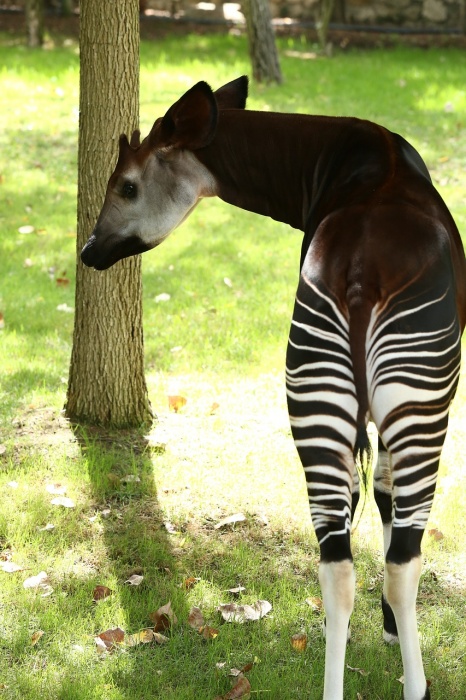 World Okapi Day - Okapi