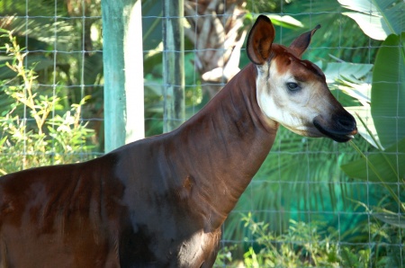 Okapi - Forest Giraffe