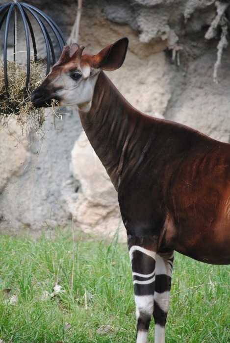 World Okapi Day - Okapi