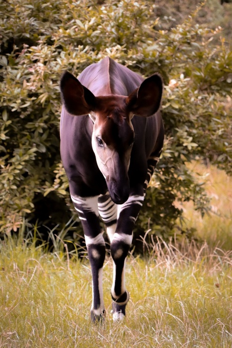 Okapi Conservation Project - Okapi