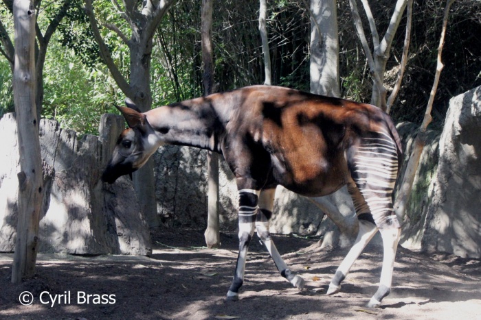 National Visit the Zoo Day - Okapi