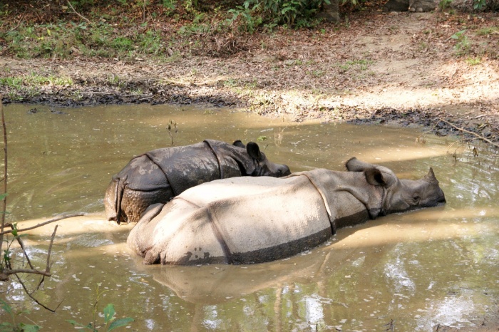 World Rhino Day - Indian Rhinoceros