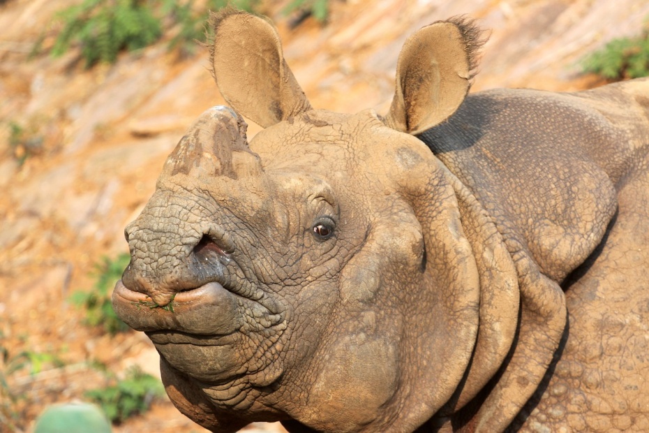 One Horned Rhino