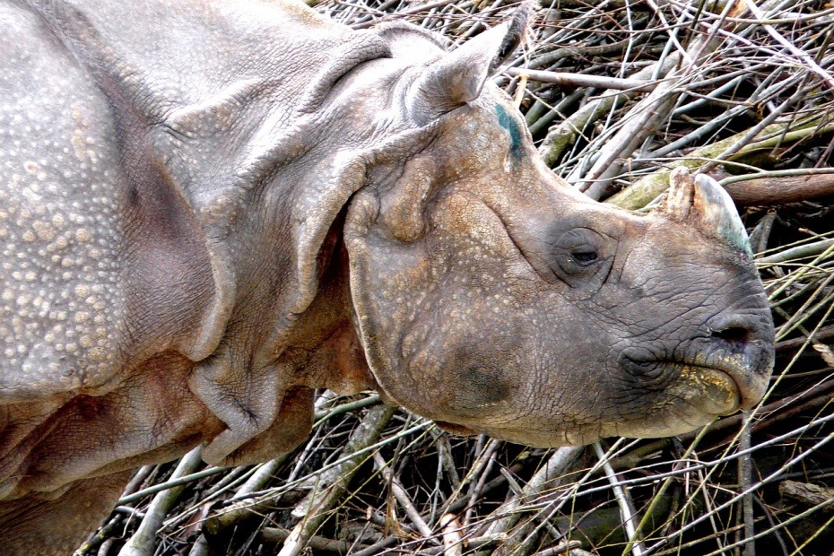 One Horned Rhinoceros