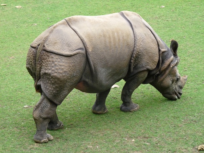 One Horned Rhinoceros