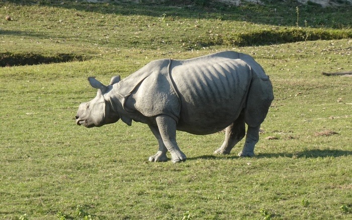 World Rhino Day - One Horned Rhinoceros 