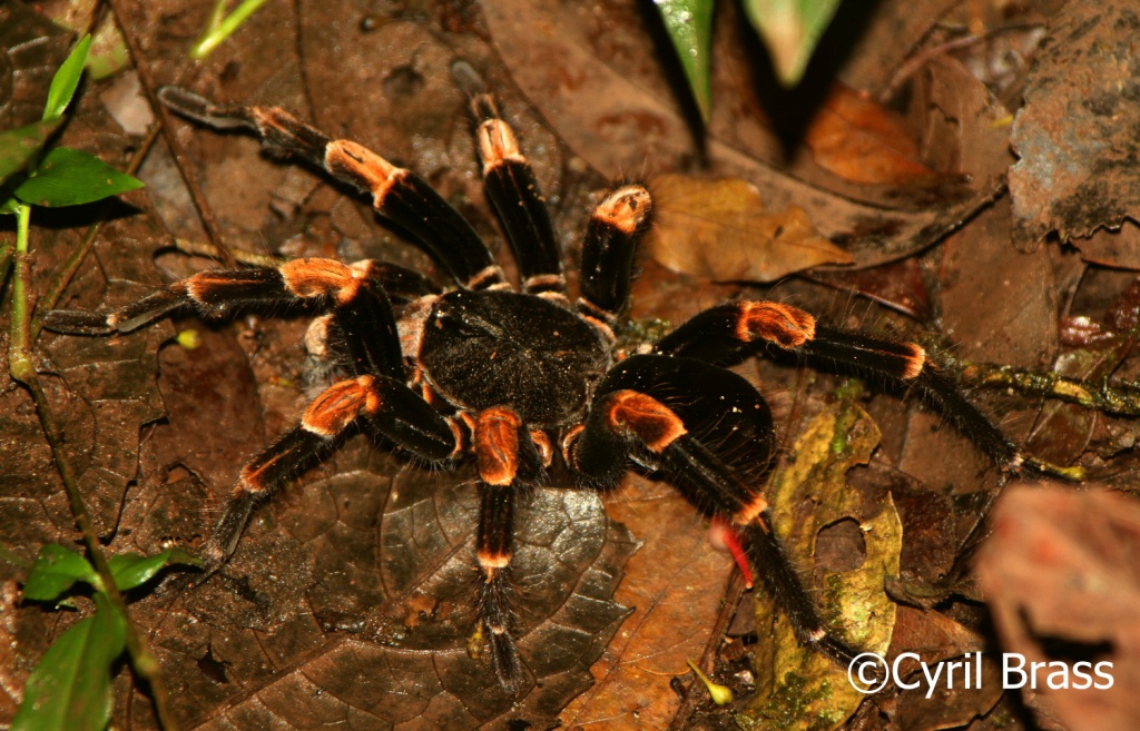 Arachnids and Arthropods in Central America - Orange Kneed Tarantula