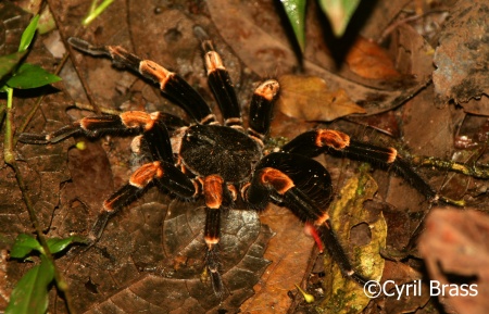 Orange Kneed Tarantula