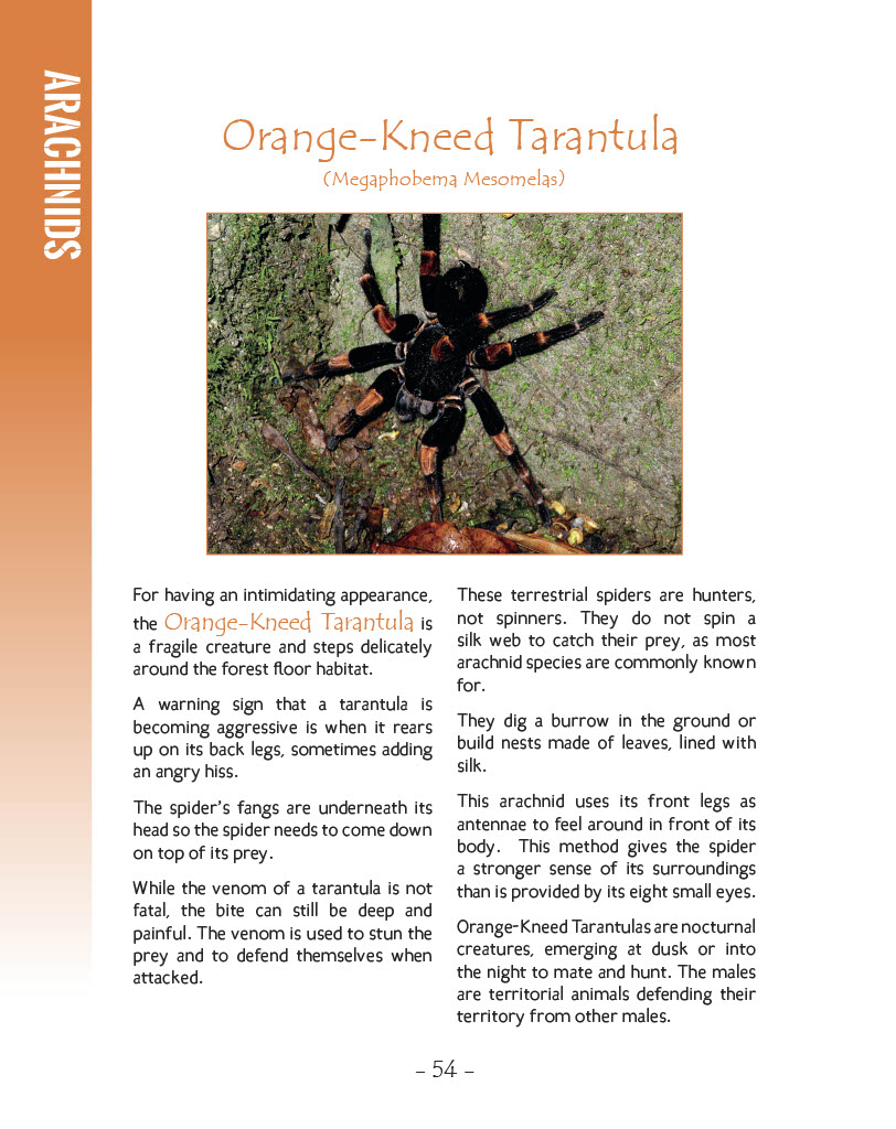 Orange-Kneed Tarantula - Wildlife in Central America 1 - Page 54