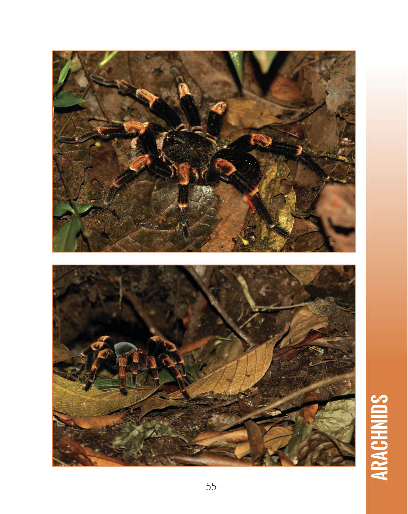  Orange-Kneed Tarantula  - Wildlife in Central America 1 - Page 46