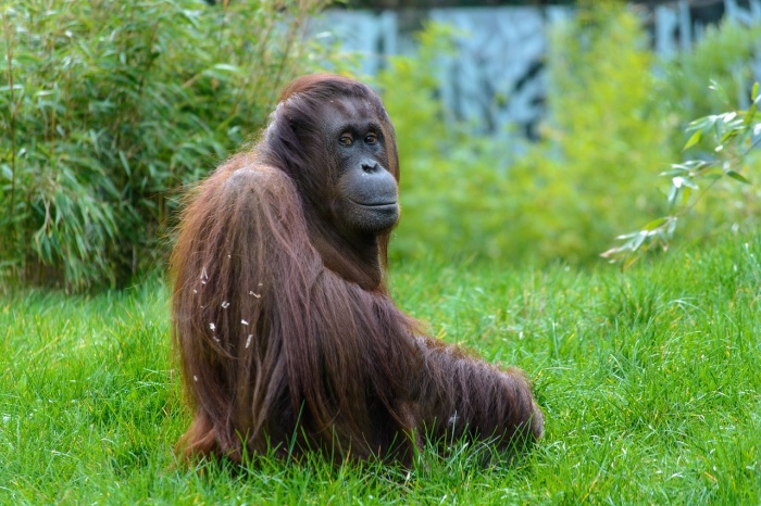 International Orangutan Day - Orangutan