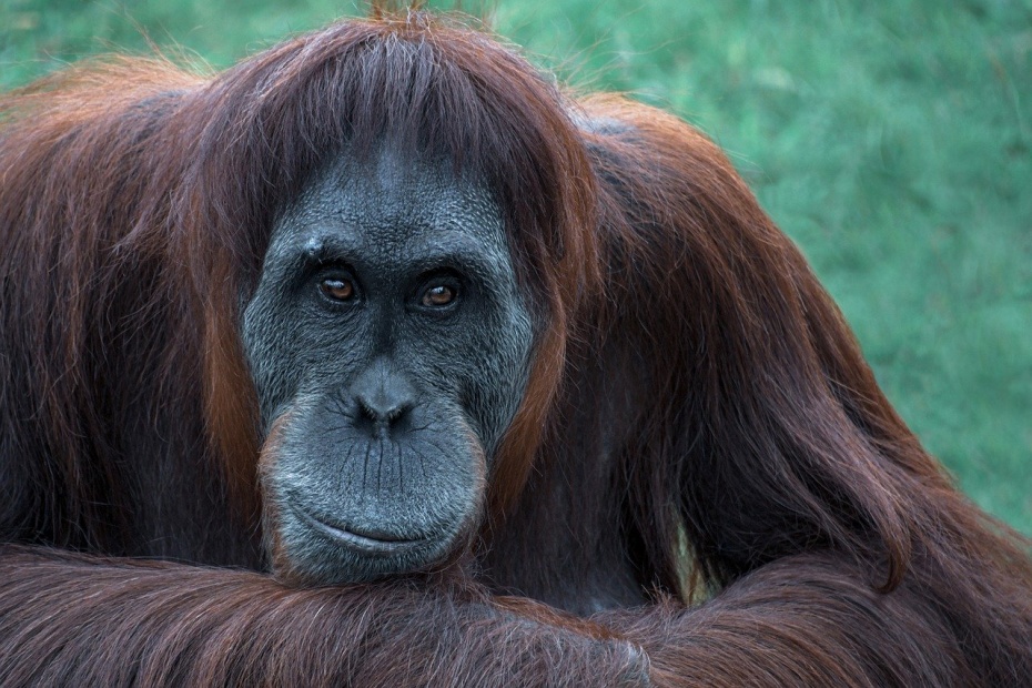 Orangutan