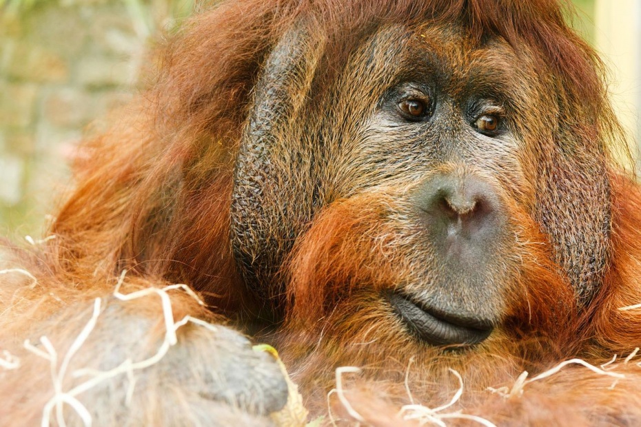 Orangutan adult