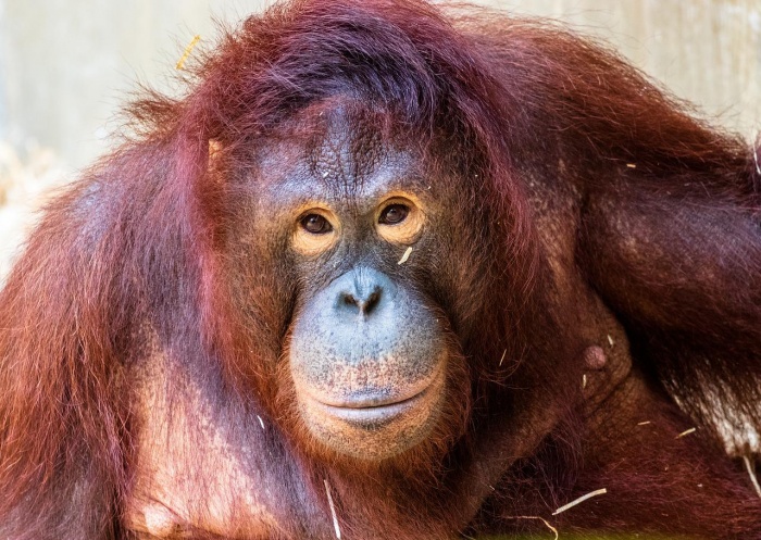 International Orangutan Day - Orangutan