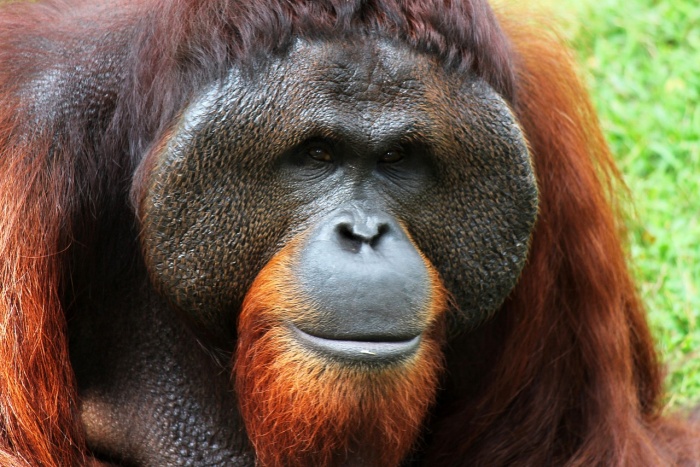 International Orangutan Day - Orangutan