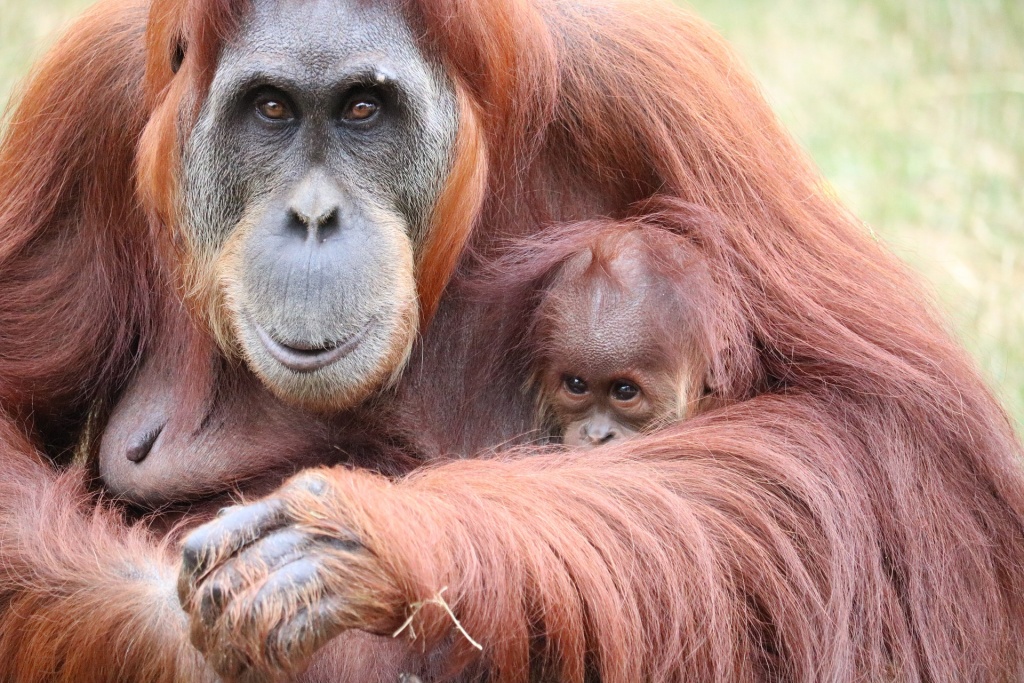 World Primate Day - Orangutan with Baby