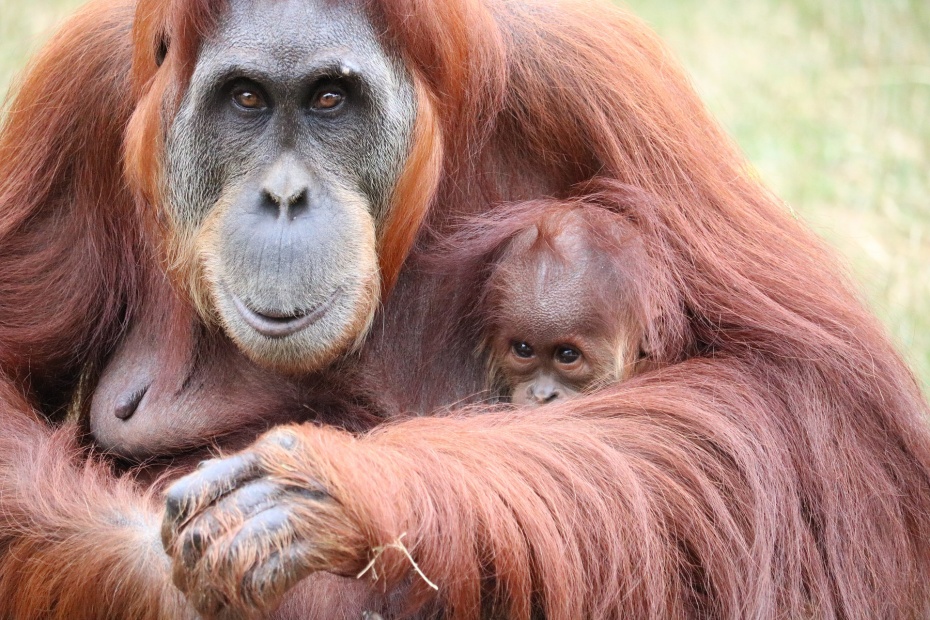 Orangutan with Baby