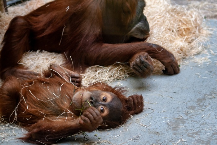 International Orangutan Day - Orangutan